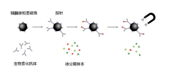 鏈霉親和素修飾的四氧化三鐵磁性納米顆粒 Streptavidin modified Fe3O4 Magnetic Nanoparticles