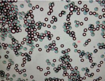 蛋白和聚合物修飾納米金顆粒--Gold Nanoparticles連接產品