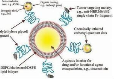 冬蟲夏草多糖脂質體CPL的應用以及穩定性