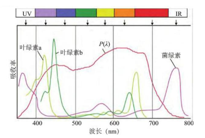 葉綠素家族（a、b、c、d）的偶聯修飾定制技術